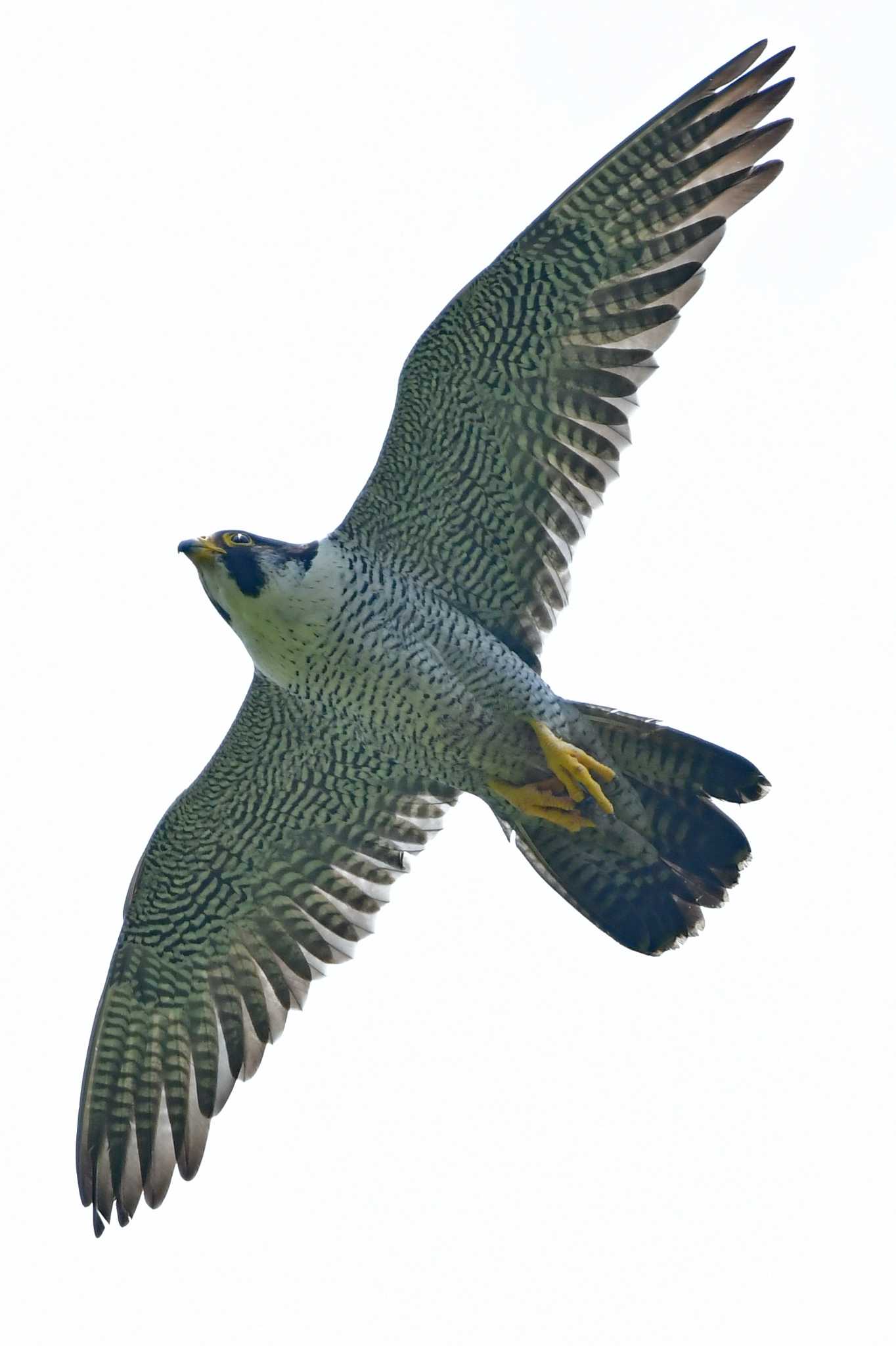 今日のパパのタスクは見廻りとカラス対策。 by Keiichi TAKEDA