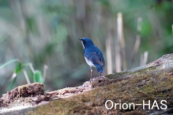 Siberian Blue Robin 山梨県 Thu, 5/18/2023