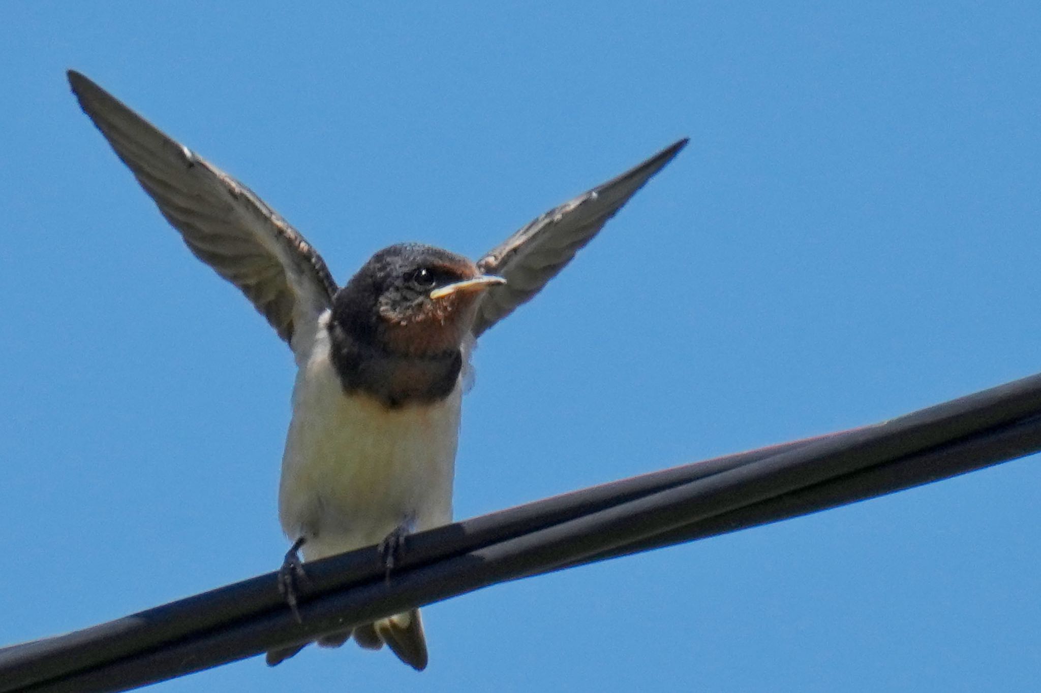 Barn Swallow