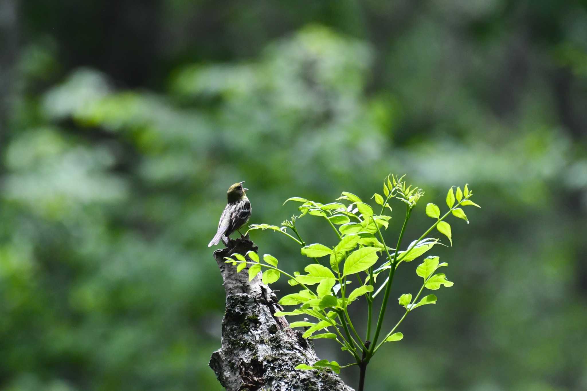 Photo of Yellow Bunting at Togakushi Forest Botanical Garden by Semal