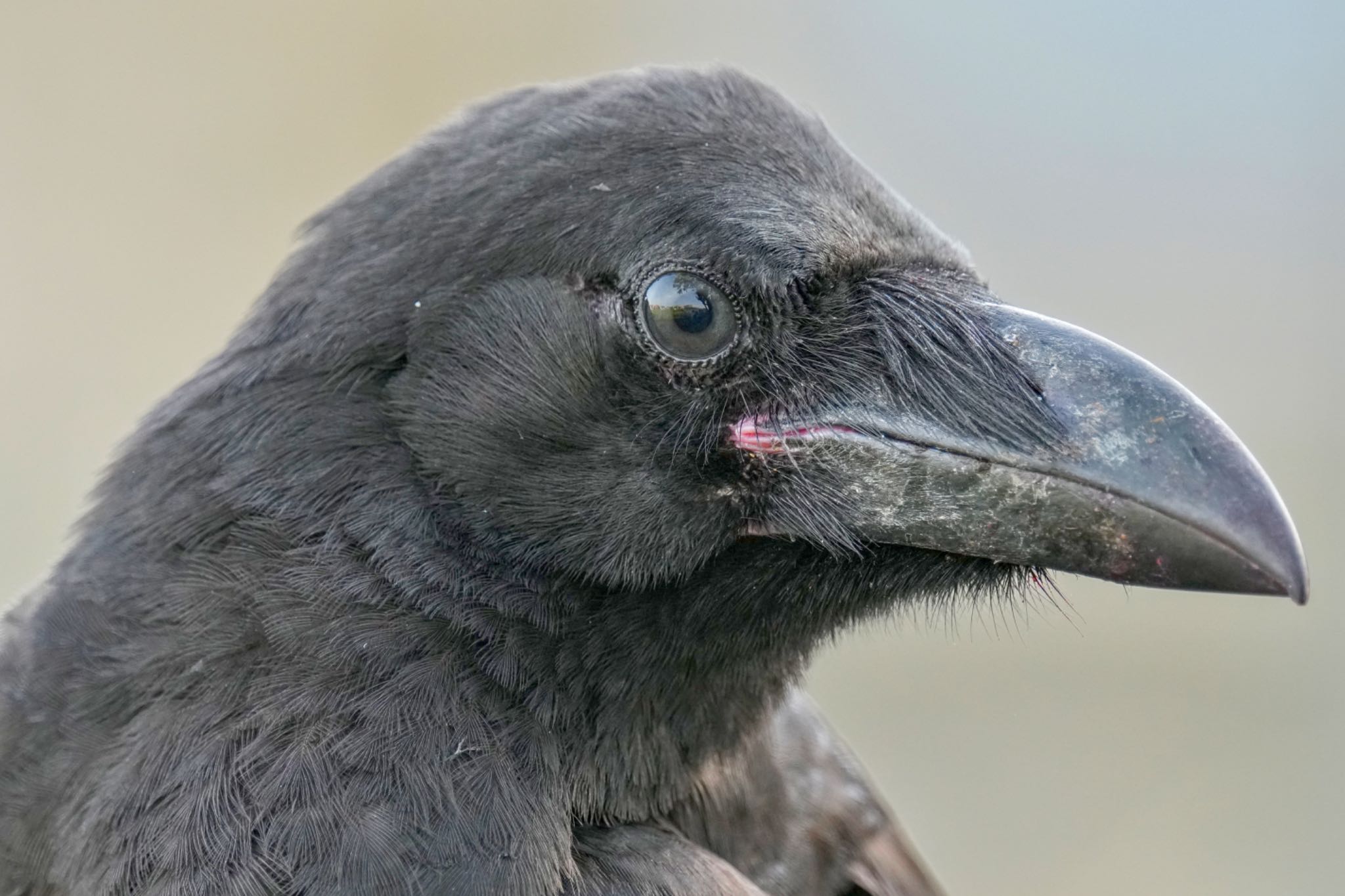 Large-billed Crow