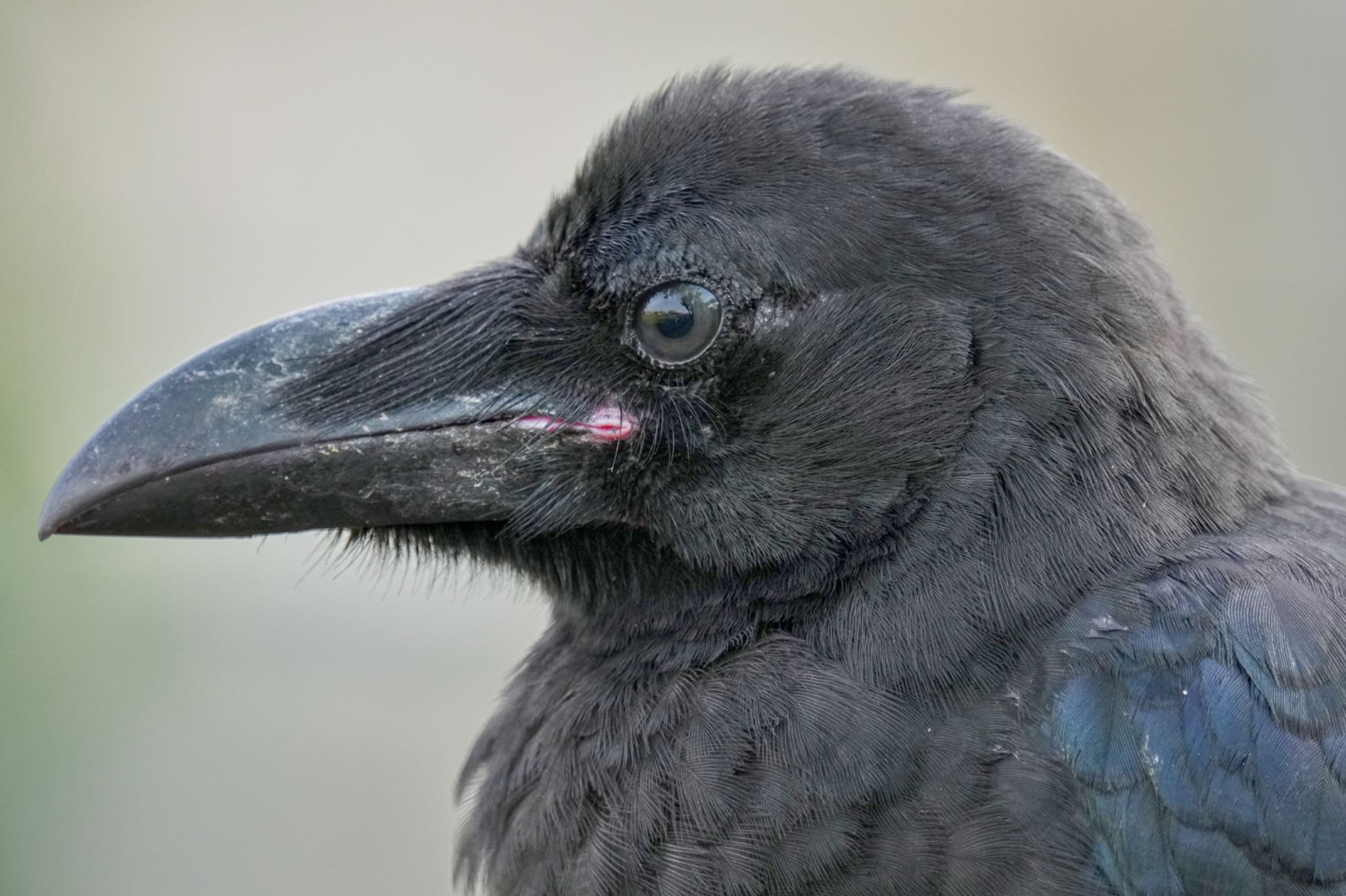 Large-billed Crow