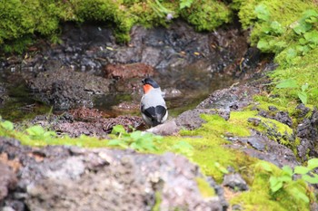 ウソ 奥庭荘(富士山) 2018年7月22日(日)