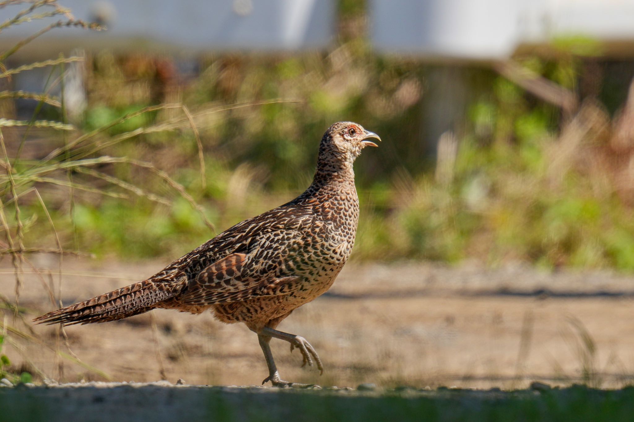 Green Pheasant