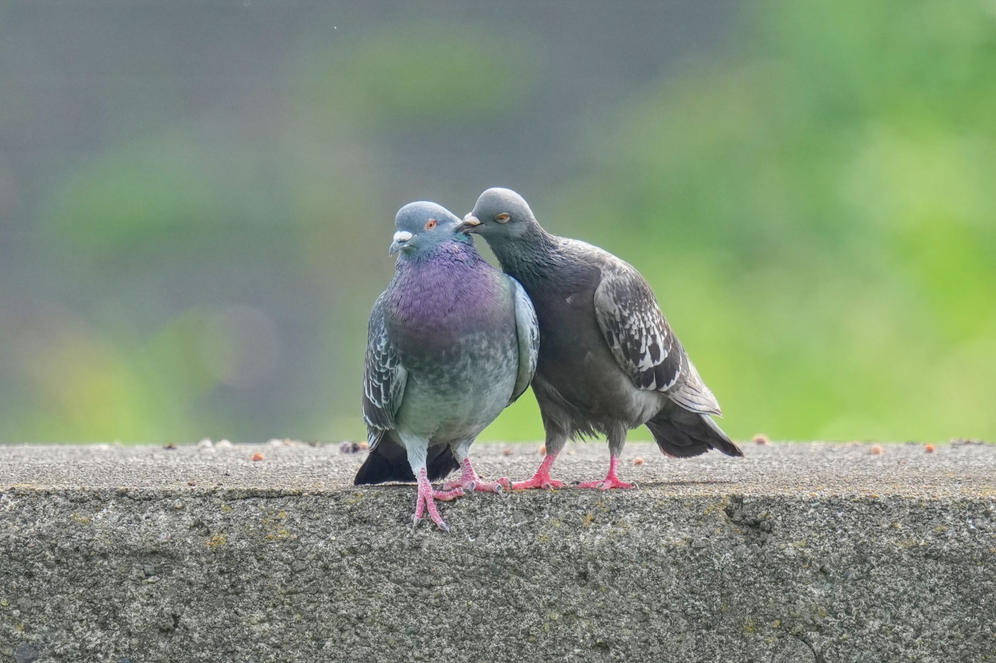 カワラバト