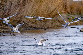 Black-headed Gull 北海道　北斗市　戸切地川 Sun, 11/12/2017