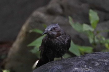 Brown-eared Bulbul 大阪府堺市 Sun, 6/18/2023