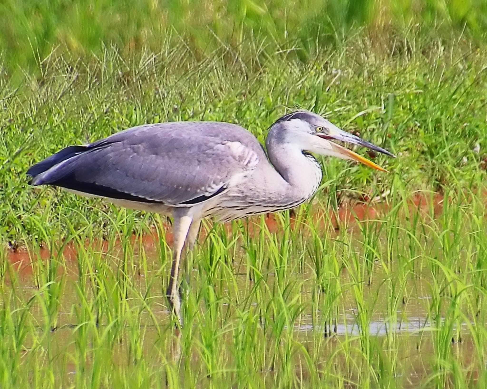 Grey Heron