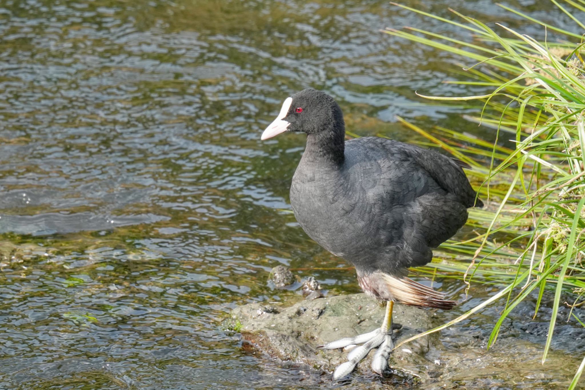 Eurasian Coot