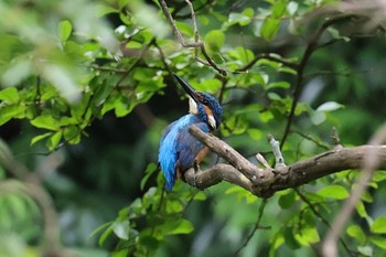 Common Kingfisher Teganooka Park Mon, 6/19/2023