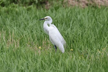 Great Egret Teganooka Park Mon, 6/19/2023