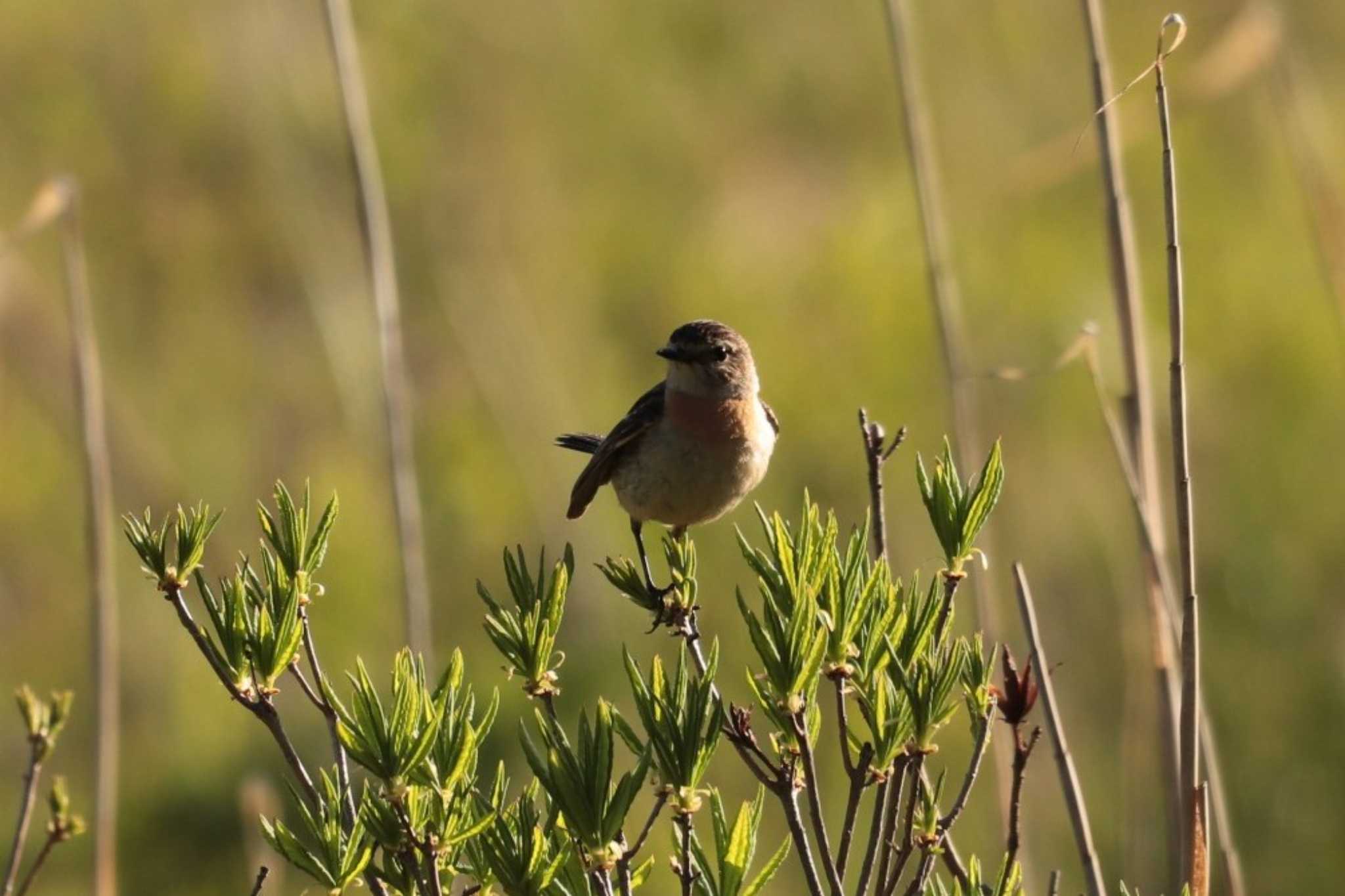 Amur Stonechat