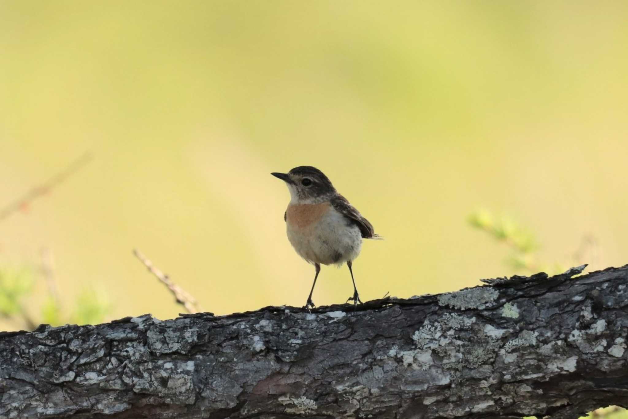 Amur Stonechat