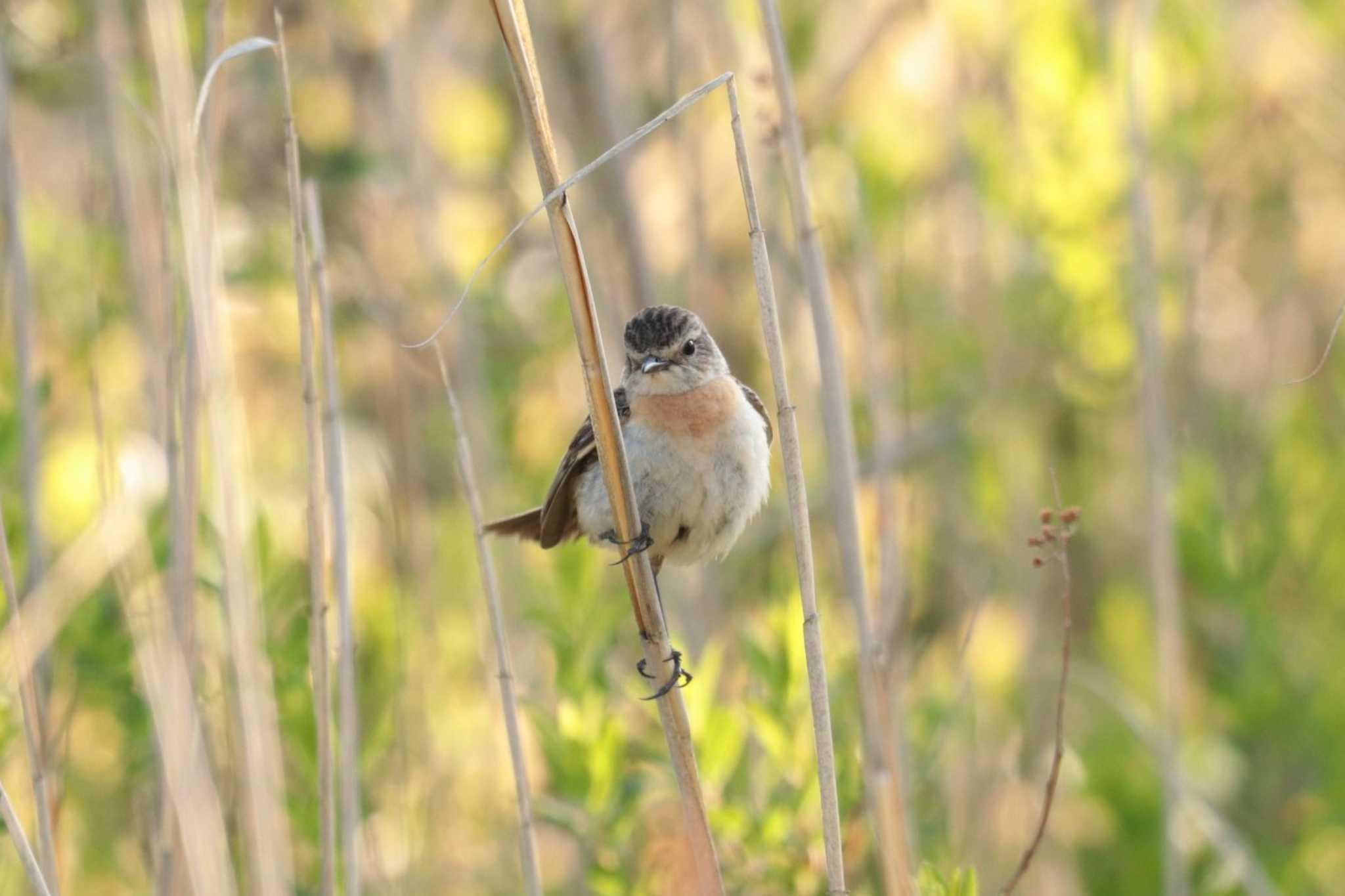 Amur Stonechat