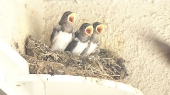 Barn Swallow 元パン屋さんの軒先 横浜市 Mon, 6/19/2023