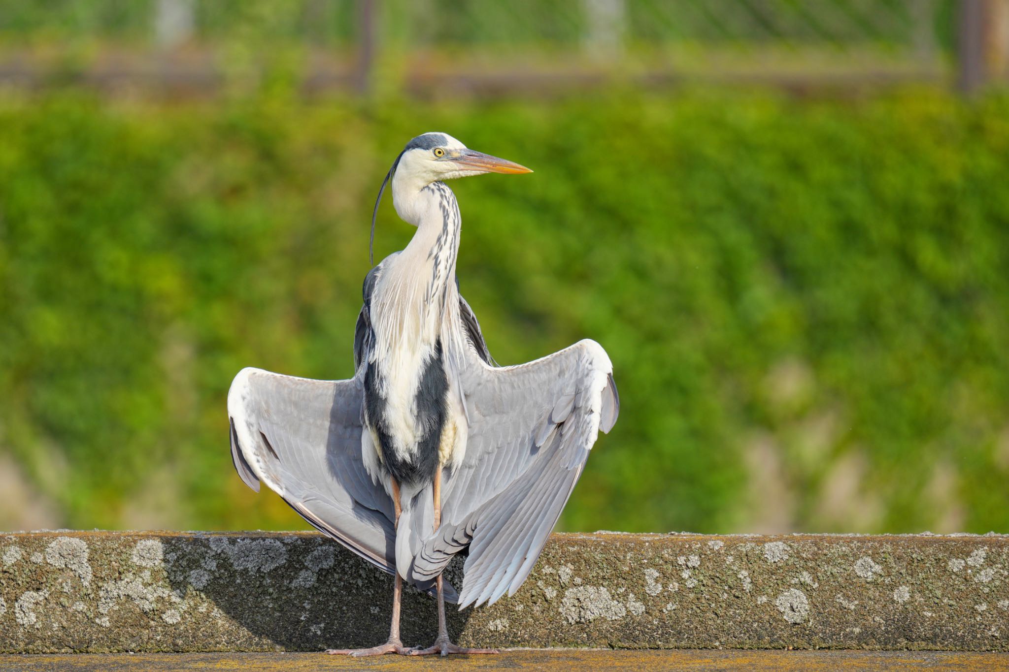 Grey Heron