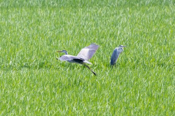 Grey Heron Unknown Spots Mon, 6/19/2023