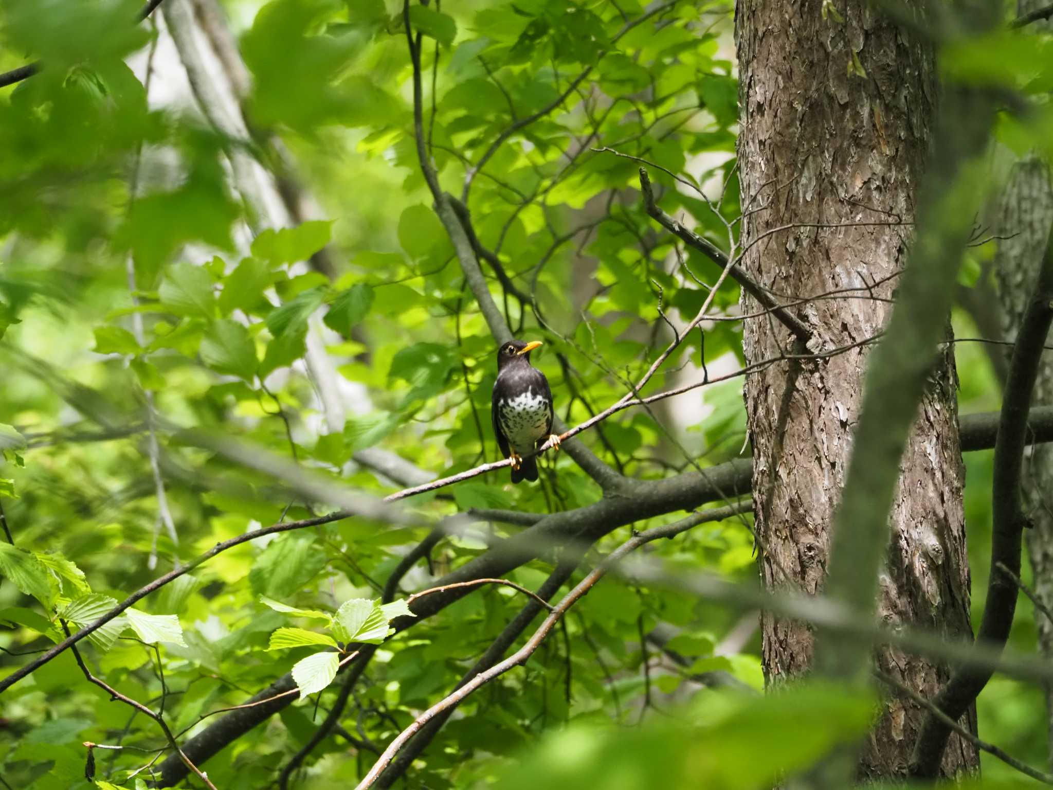 Photo of Japanese Thrush at 野幌森林公園 by あん