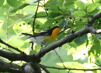 Narcissus Flycatcher 横浜市 Mon, 6/19/2023