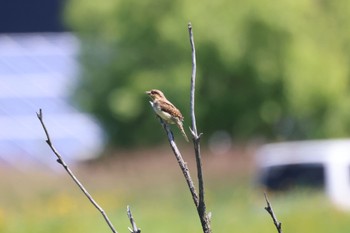 2023年6月19日(月) 札幌モエレ沼公園の野鳥観察記録