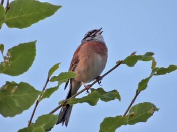 Meadow Bunting キョロロの森 Sun, 6/18/2023