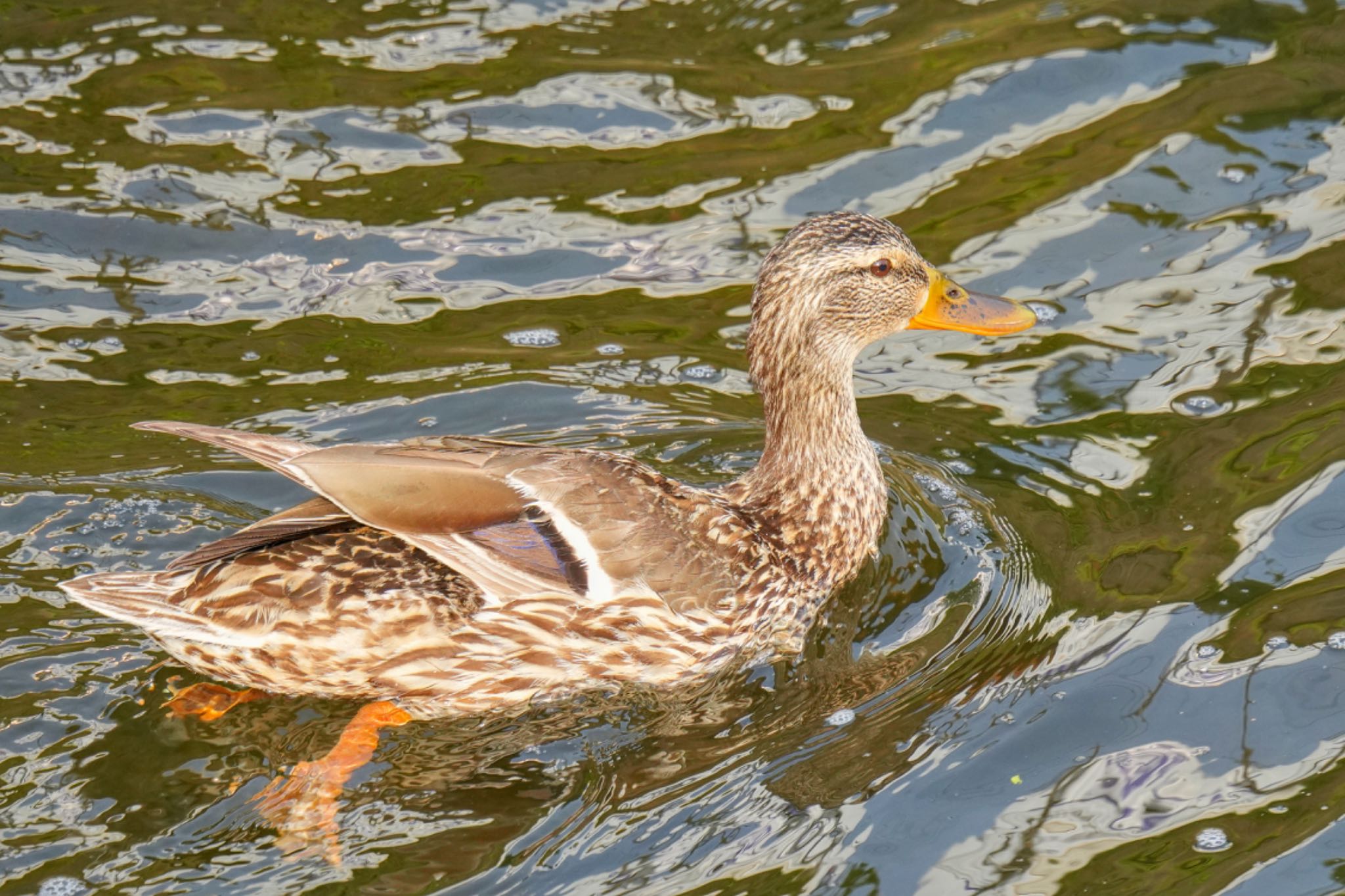 Mallard