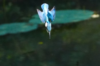 2023年6月19日(月) 大阪鶴見緑地の野鳥観察記録