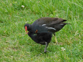 2023年6月19日(月) 武蔵野の森公園の野鳥観察記録