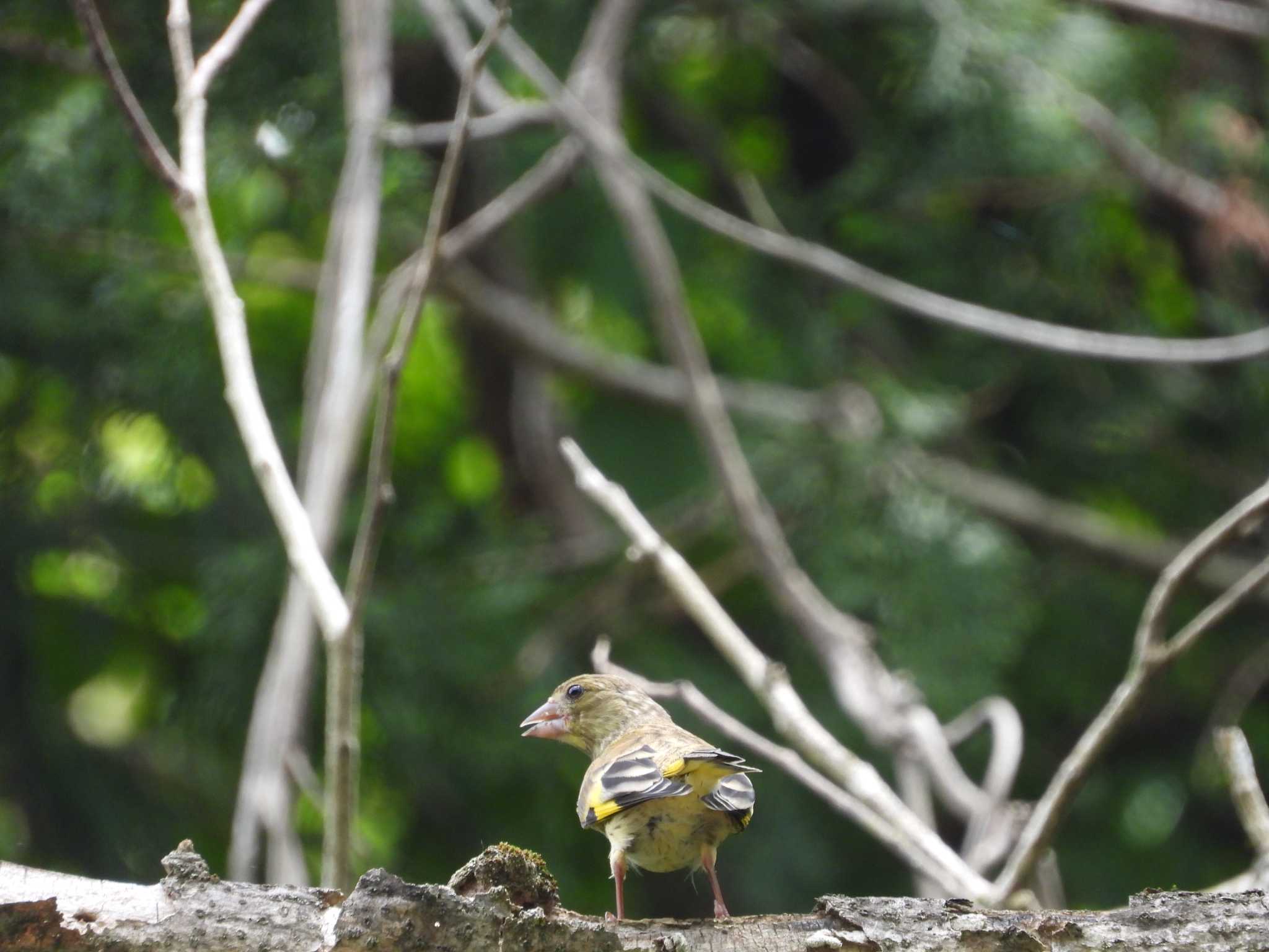 Grey-capped Greenfinch