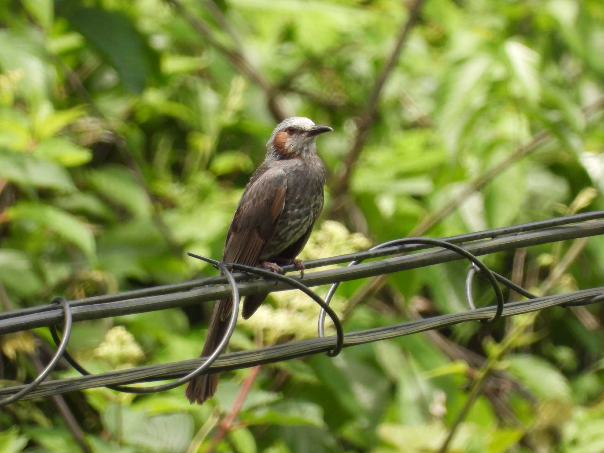 Brown-eared Bulbul