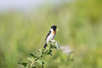 2018年7月22日(日) 霧ヶ峰高原の野鳥観察記録