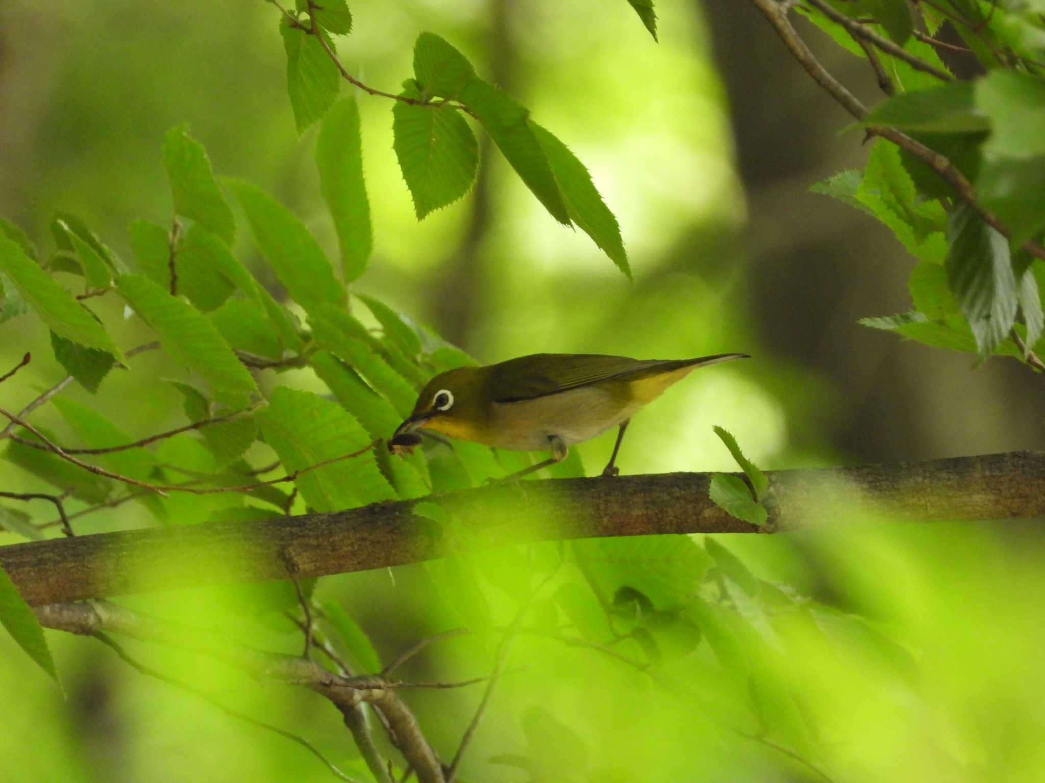 Warbling White-eye