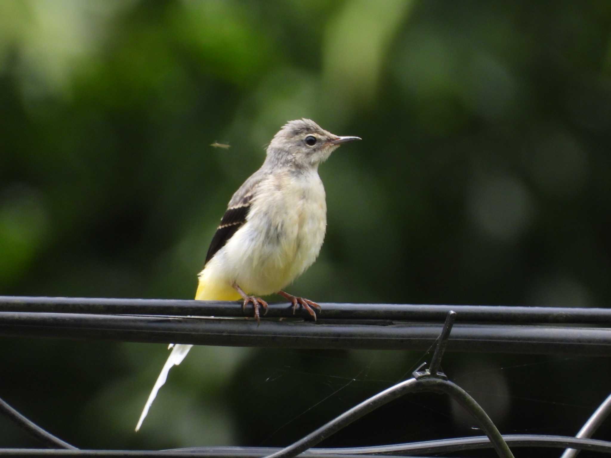 Grey Wagtail