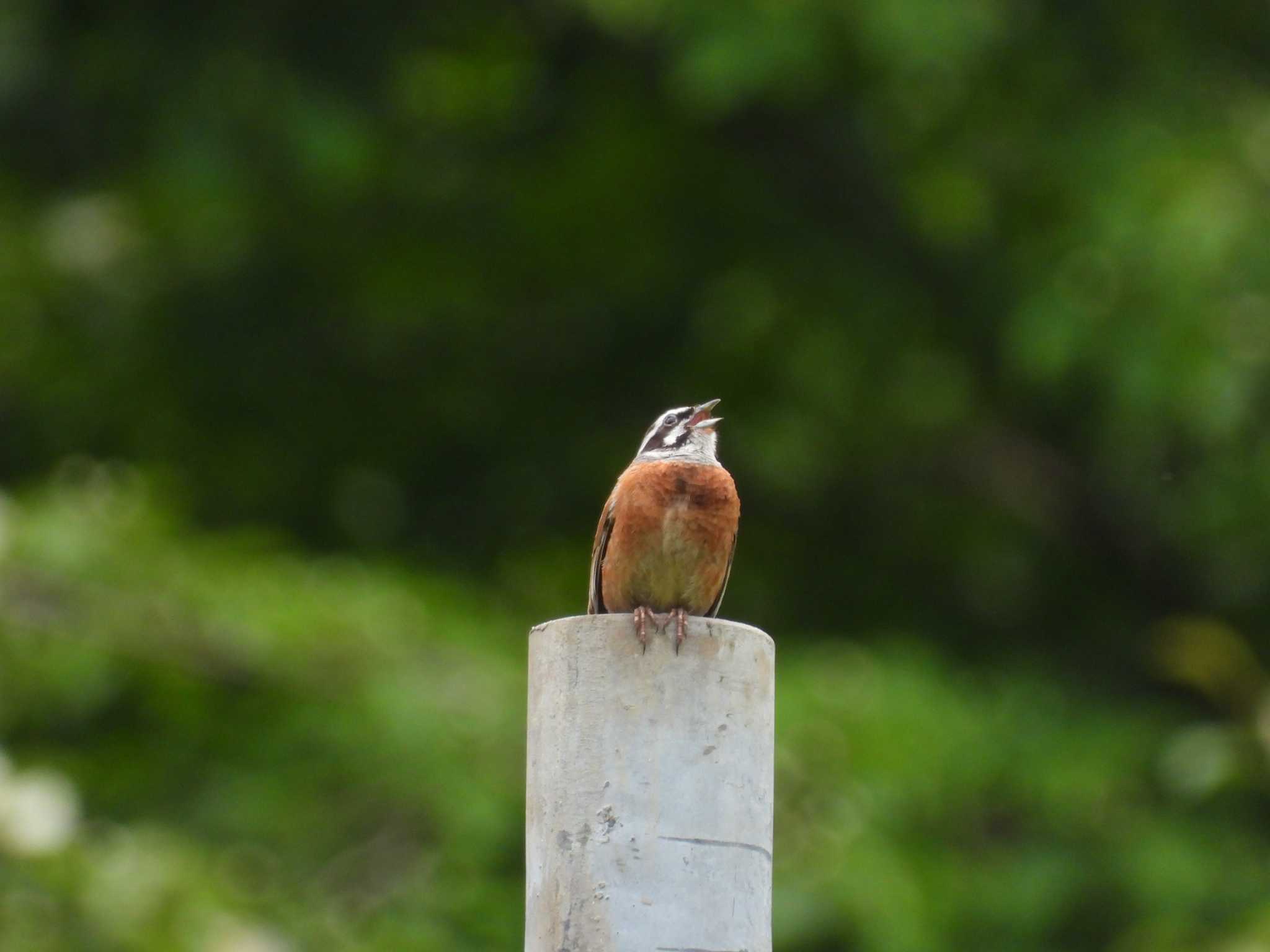 Meadow Bunting