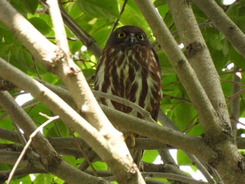 2023年6月19日(月) 大阪府の野鳥観察記録