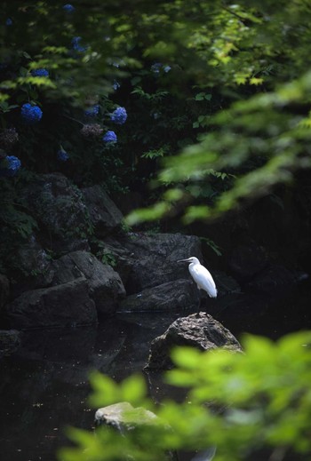 コサギ 場所が不明 2023年6月17日(土)