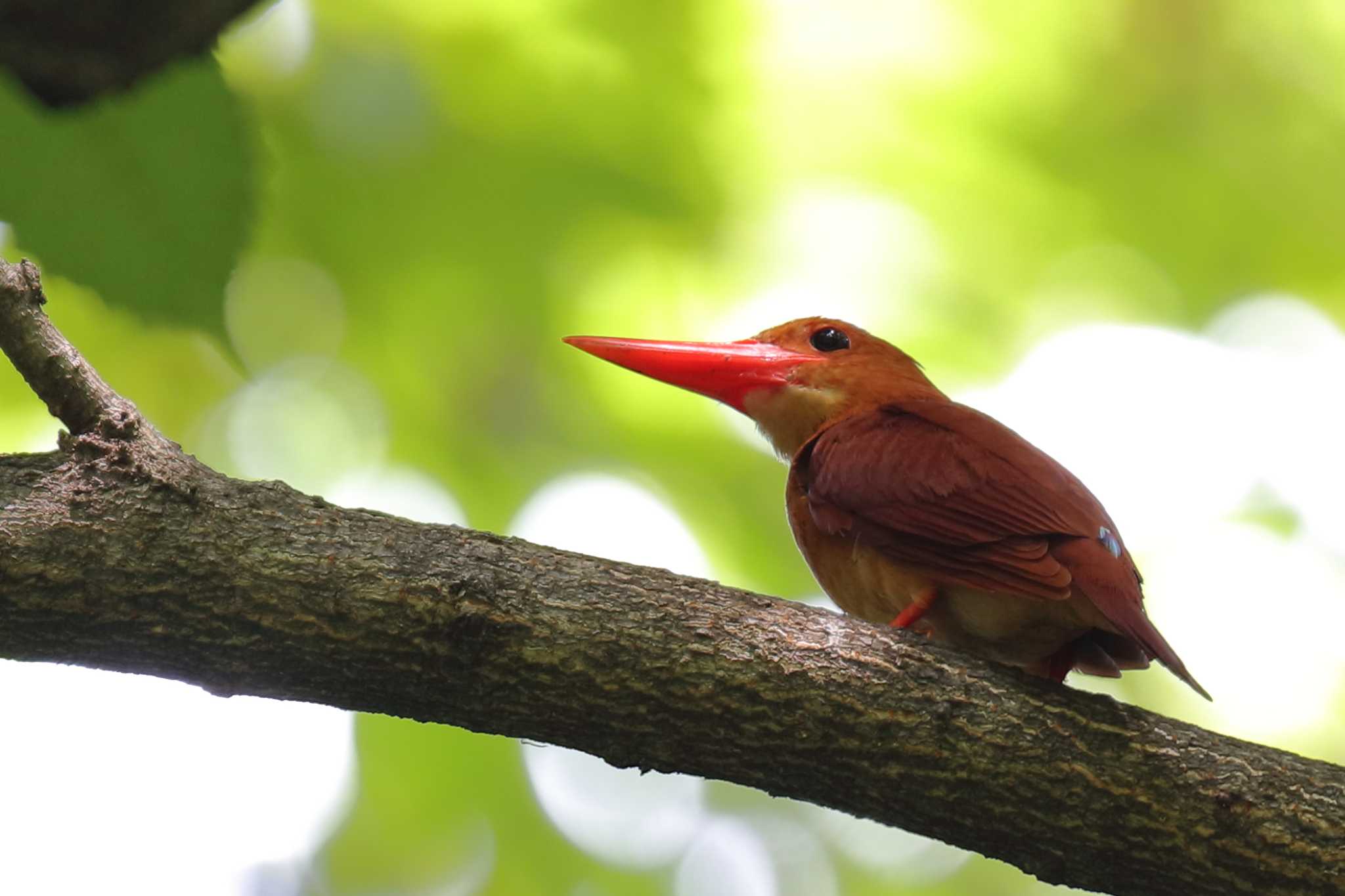 Photo of Ruddy Kingfisher at 滋賀県 by アカウント695