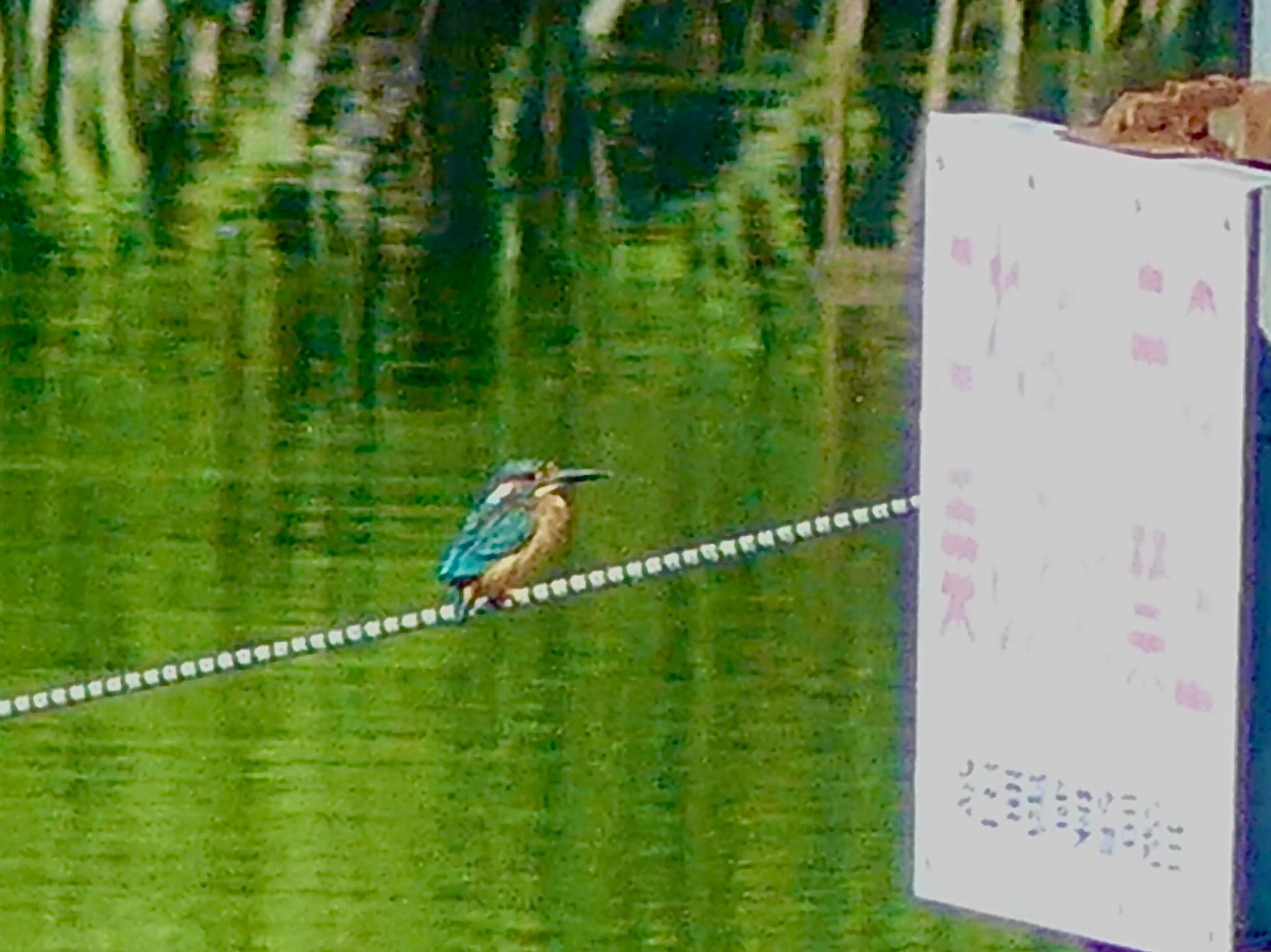 相方が伊佐沼探鳥の沼にハマり連日行く by カバ山PE太郎