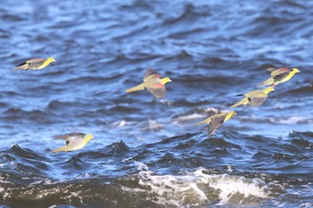 2023年6月17日(土) 大磯照ヶ崎海岸の野鳥観察記録