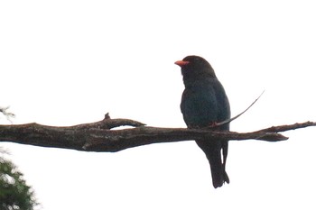 Oriental Dollarbird 滋賀県 Sun, 6/10/2018