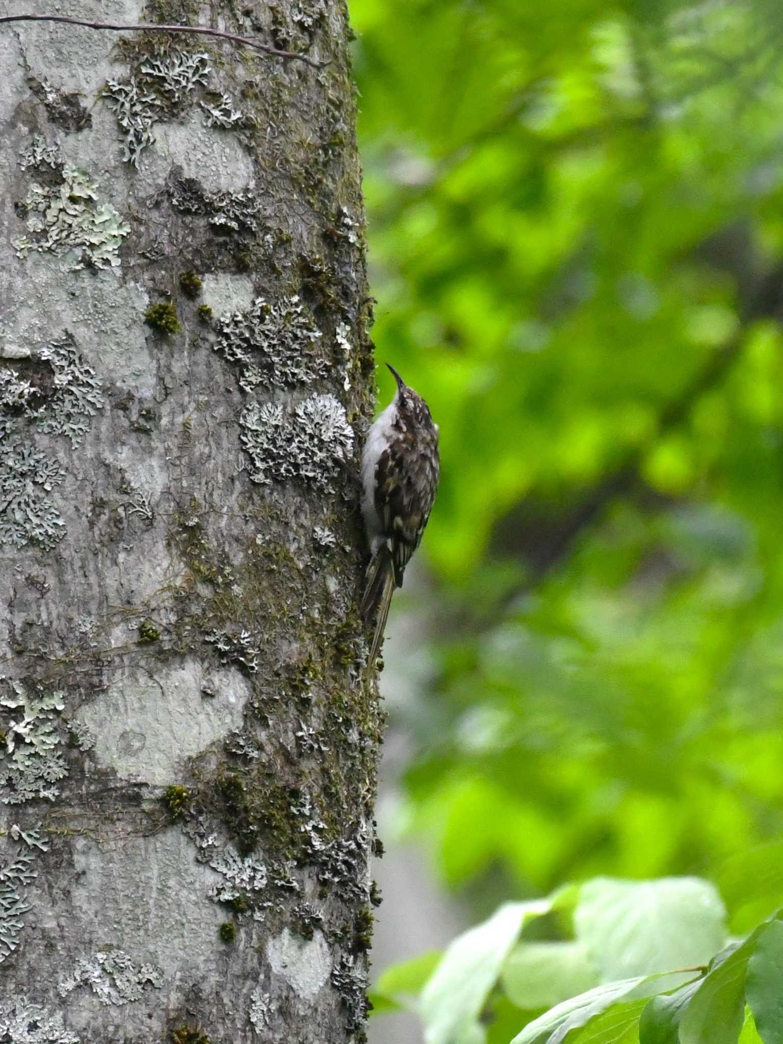 戸隠森林植物園(戸隠森林公園) キバシリの写真 by Semal