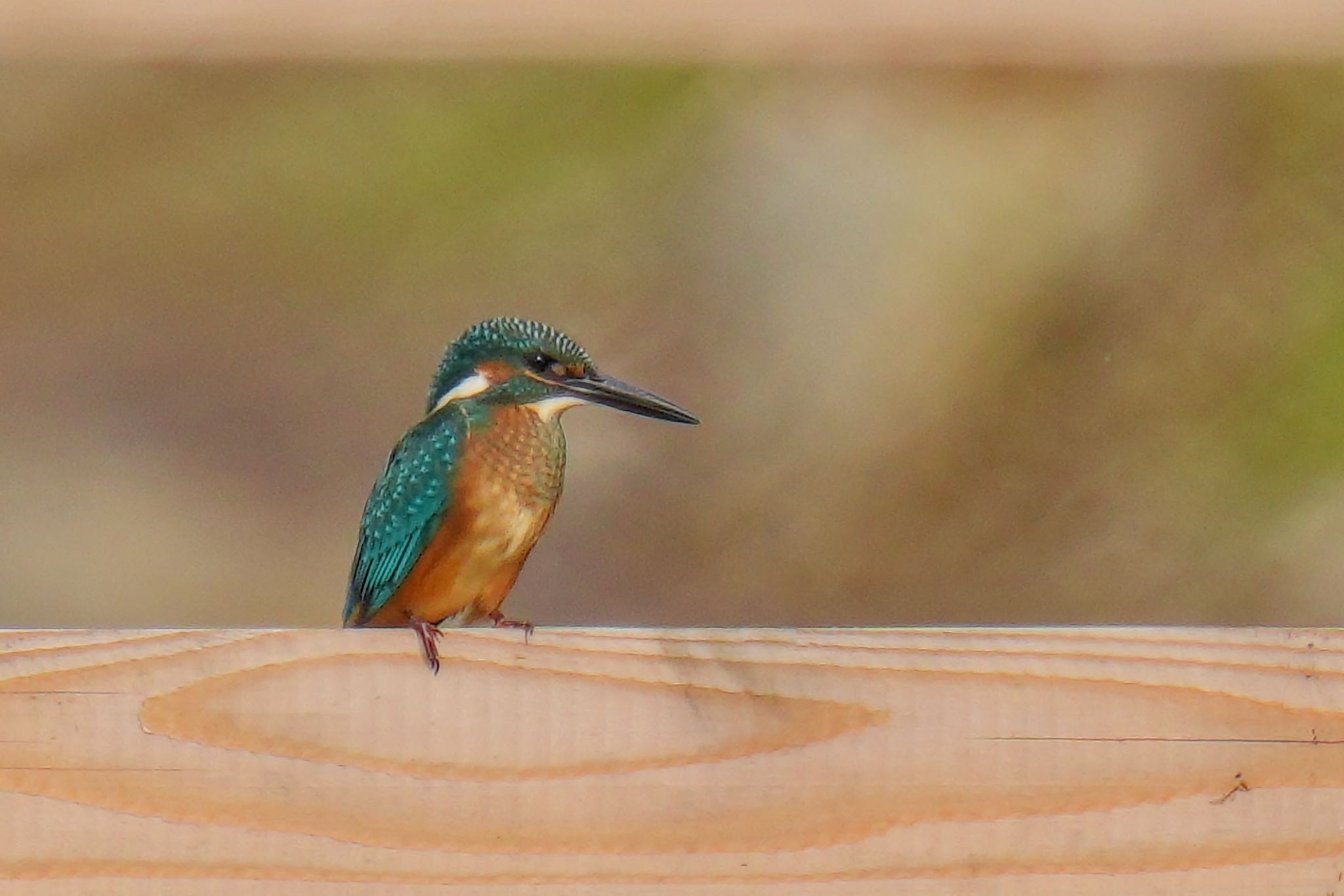 Common Kingfisher