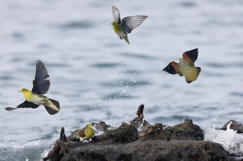 アオバト 大磯照ヶ崎海岸 2023年6月18日(日)