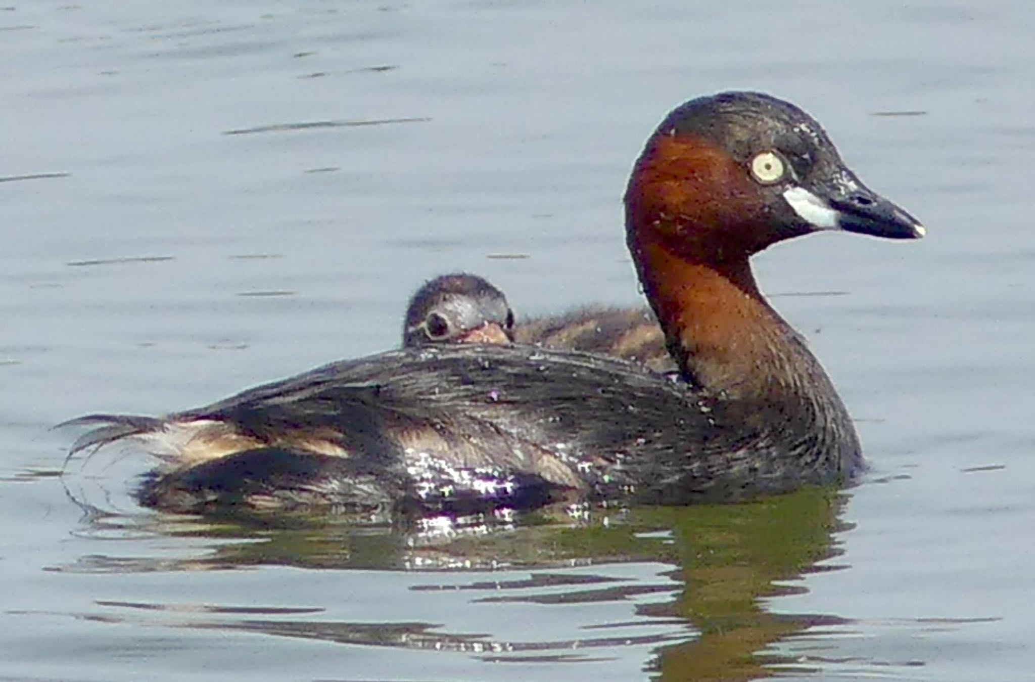 Little Grebe