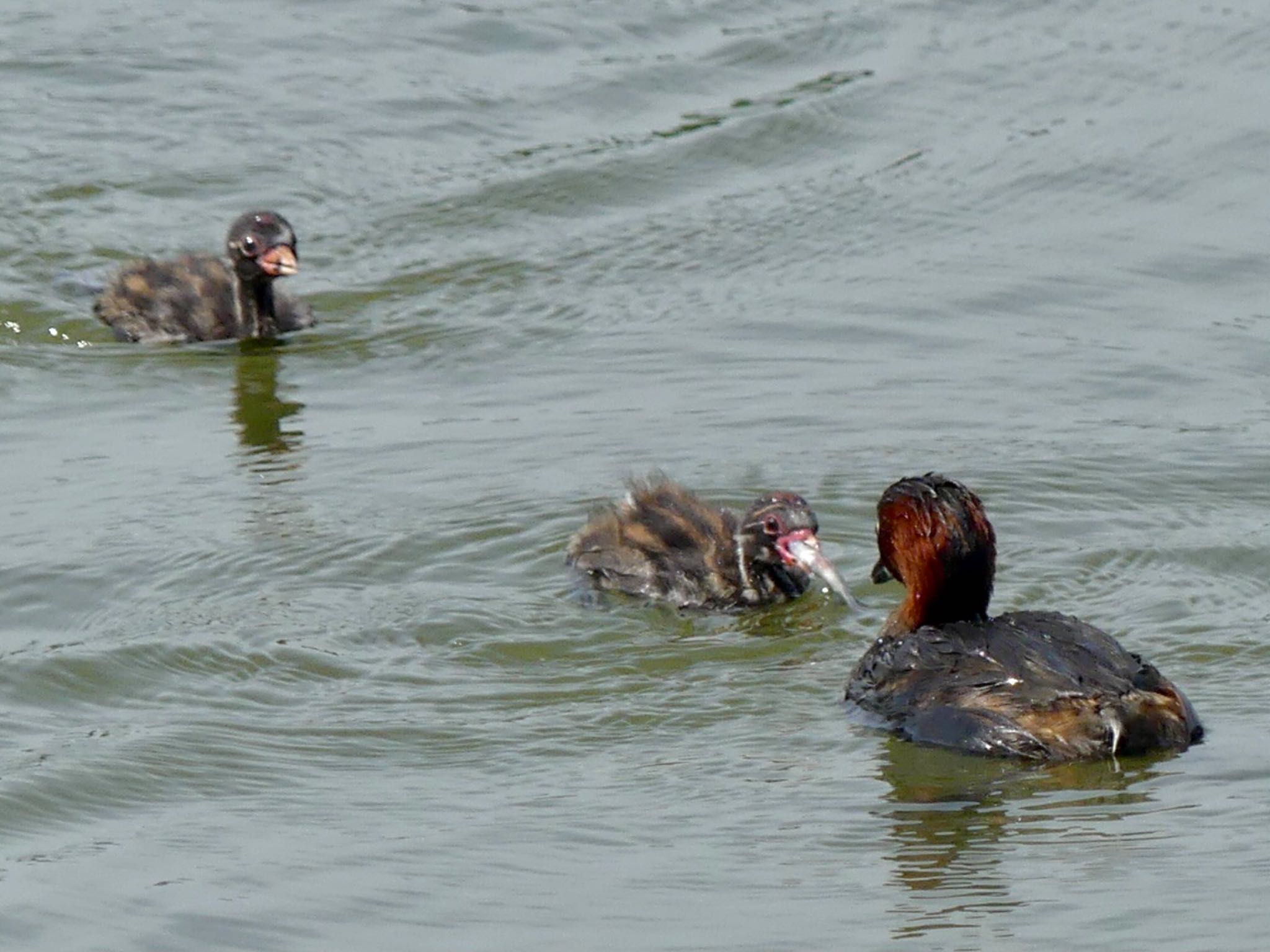 Little Grebe