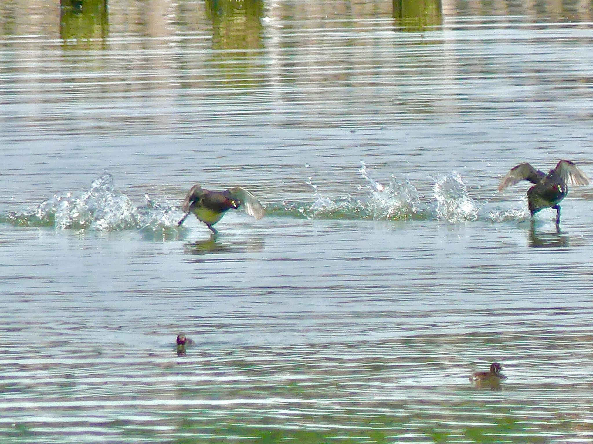 Little Grebe