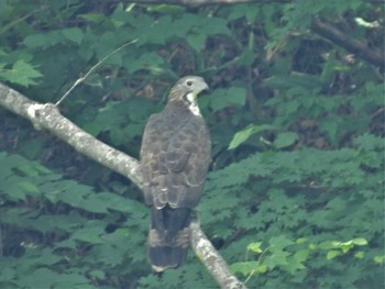 Crested Honey Buzzard 新潟県 Sun, 6/18/2023