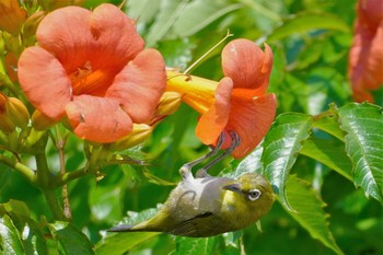 2023年6月16日(金) 尾道市生口島の野鳥観察記録