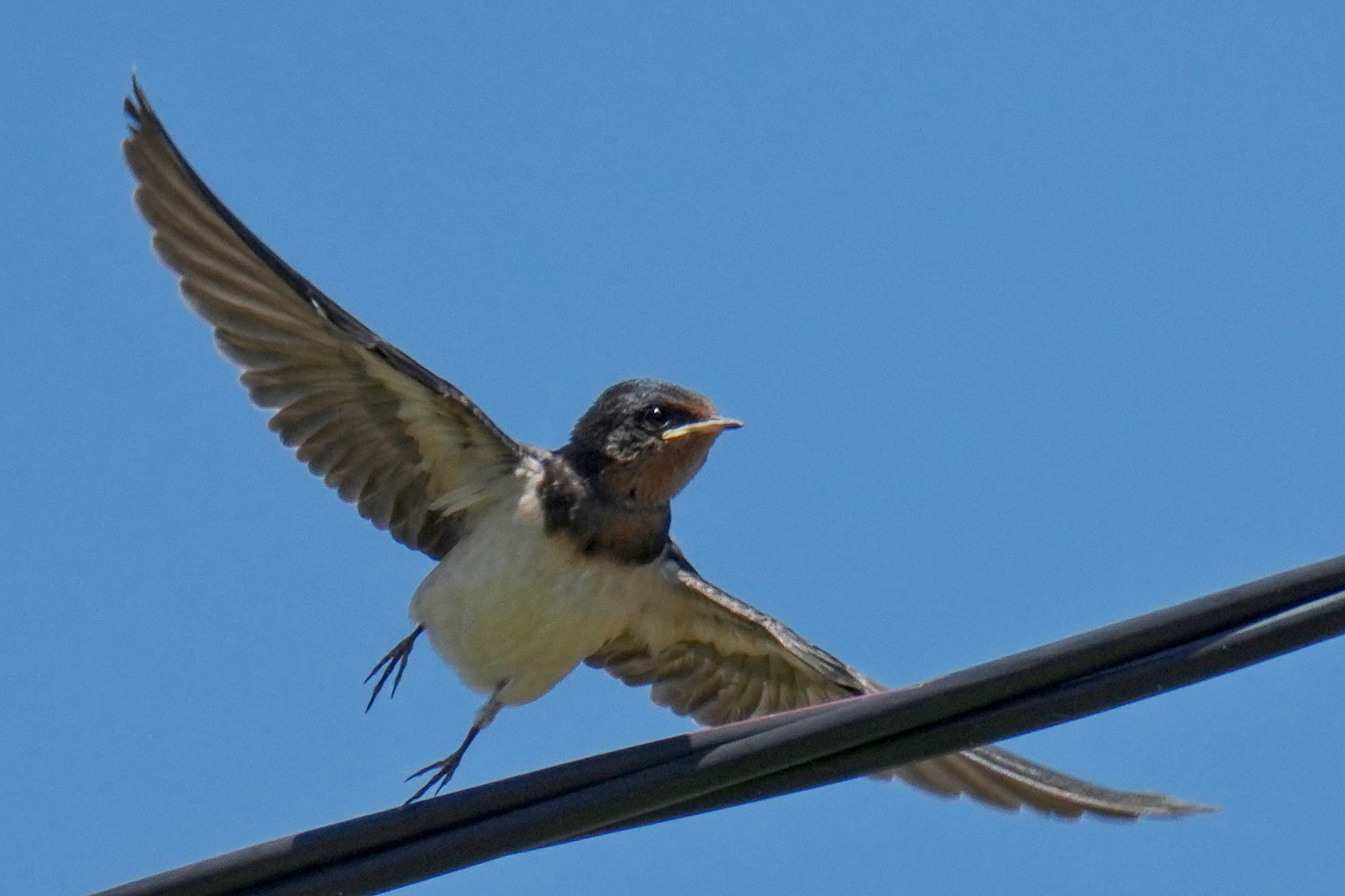 Photo of Barn Swallow at 浮島ヶ原自然公園 by アポちん