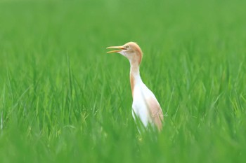 アマサギ 大久保農耕地 2023年6月18日(日)